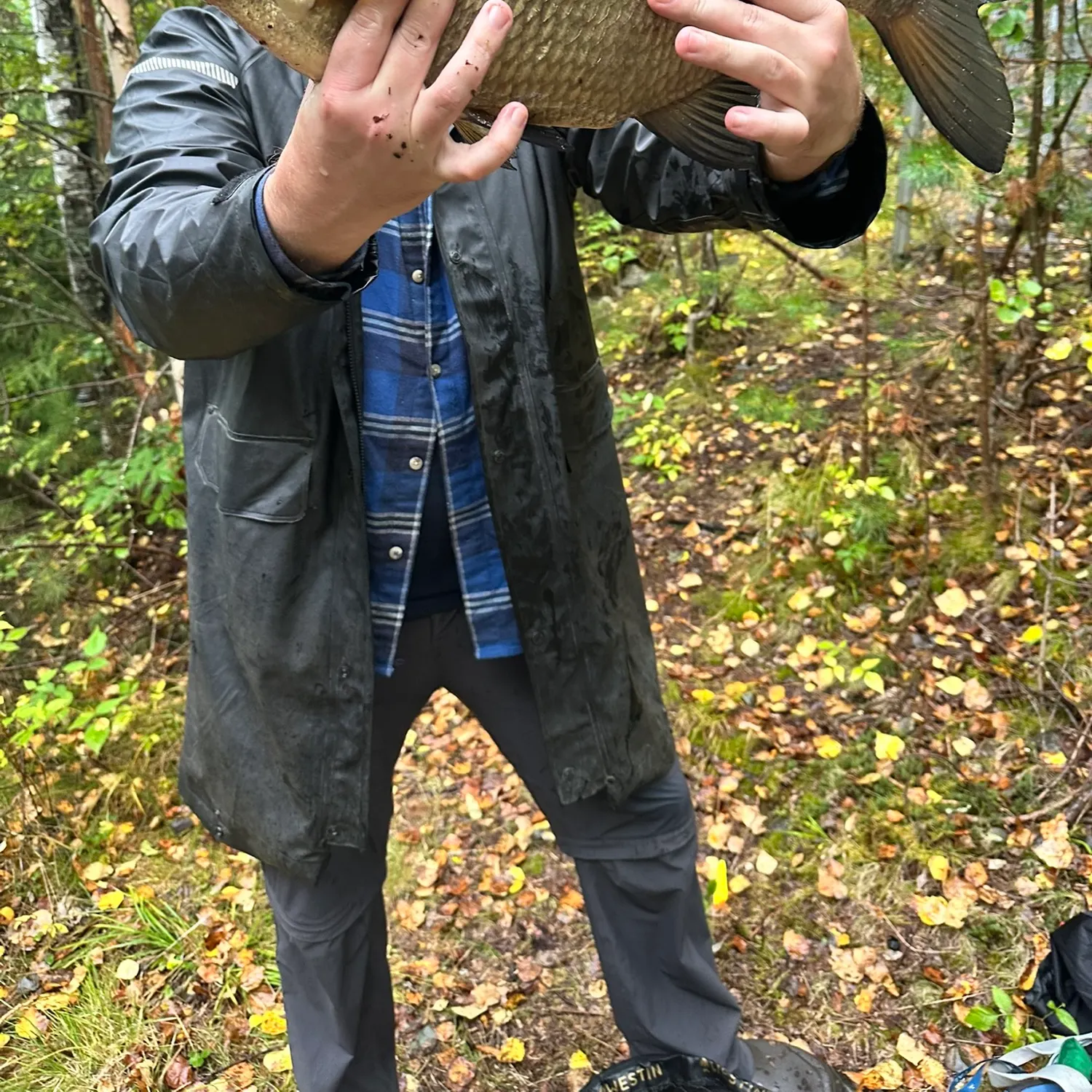 Common bream caught on Fishbrain