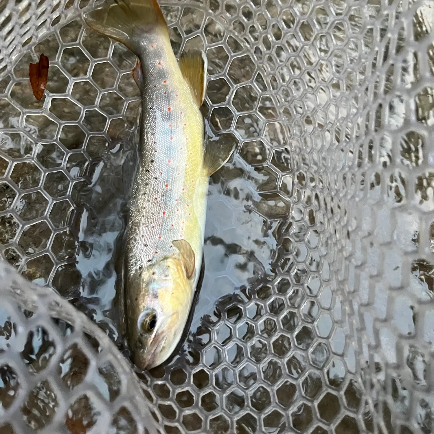 Brown trout caught on Fishbrain