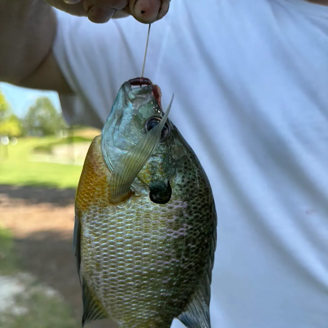 Bluegill caught on Fishbrain