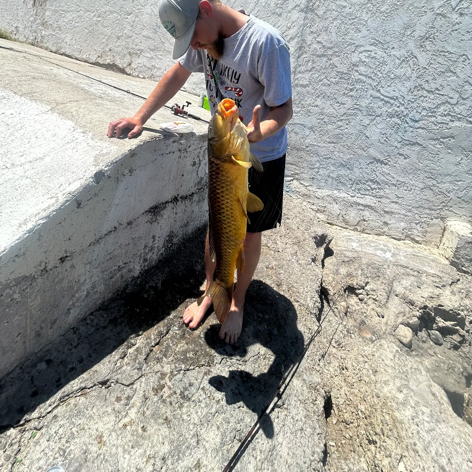 The most recent Common carp catches on Fishbrain