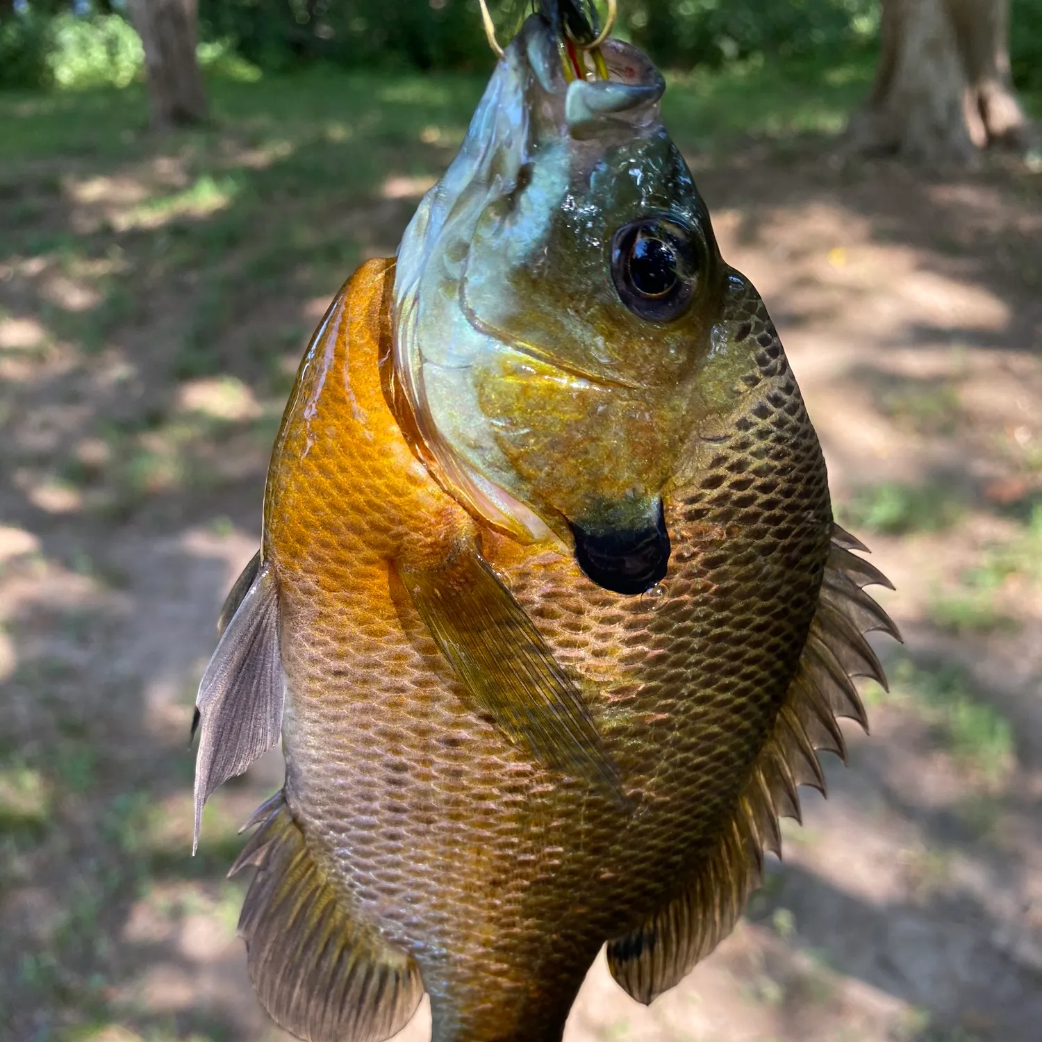 angler catch