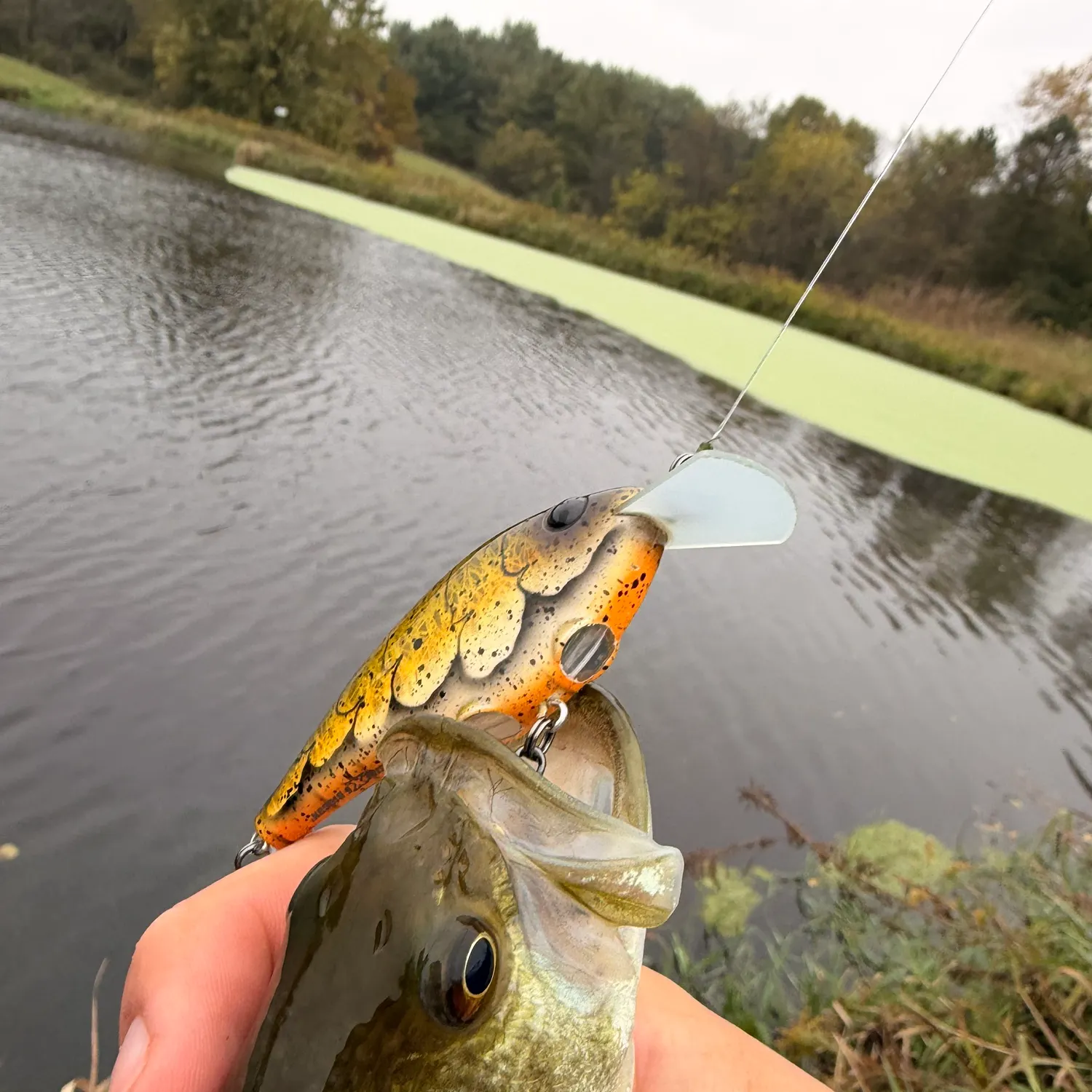 The most recent Common logperch catches on Fishbrain