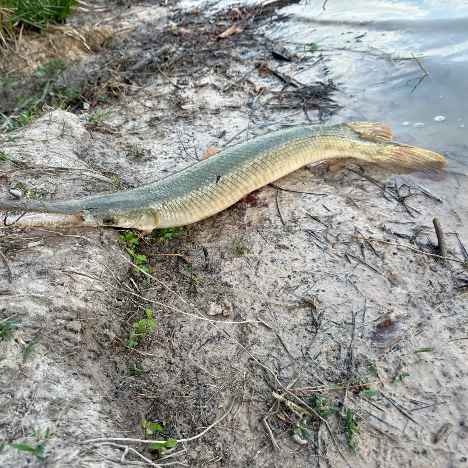 The most recent Alligator gar catches on Fishbrain