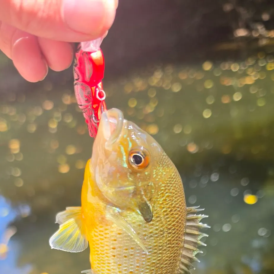 Redbreast sunfish caught on Fishbrain