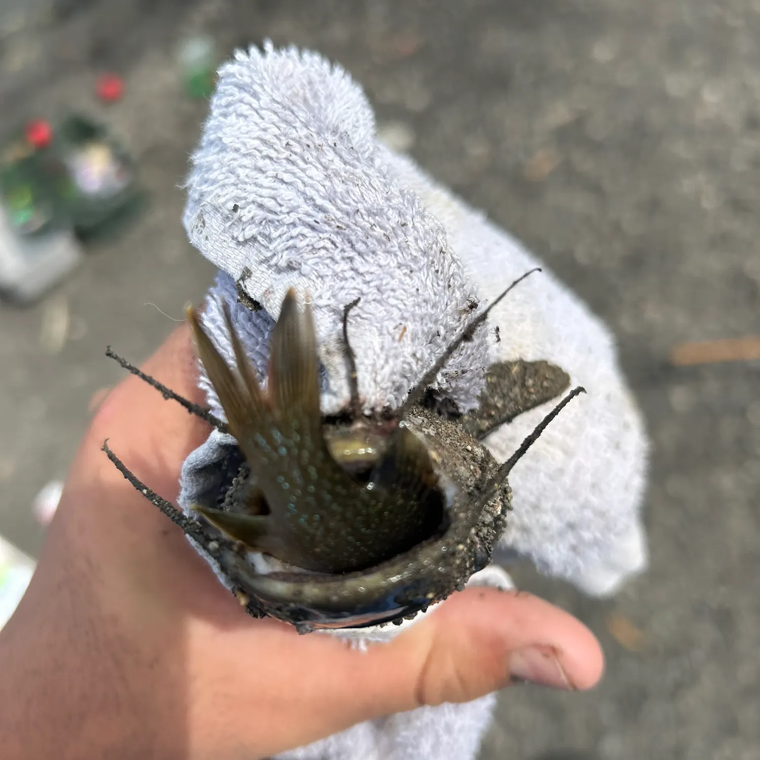 Channel catfish caught on Fishbrain