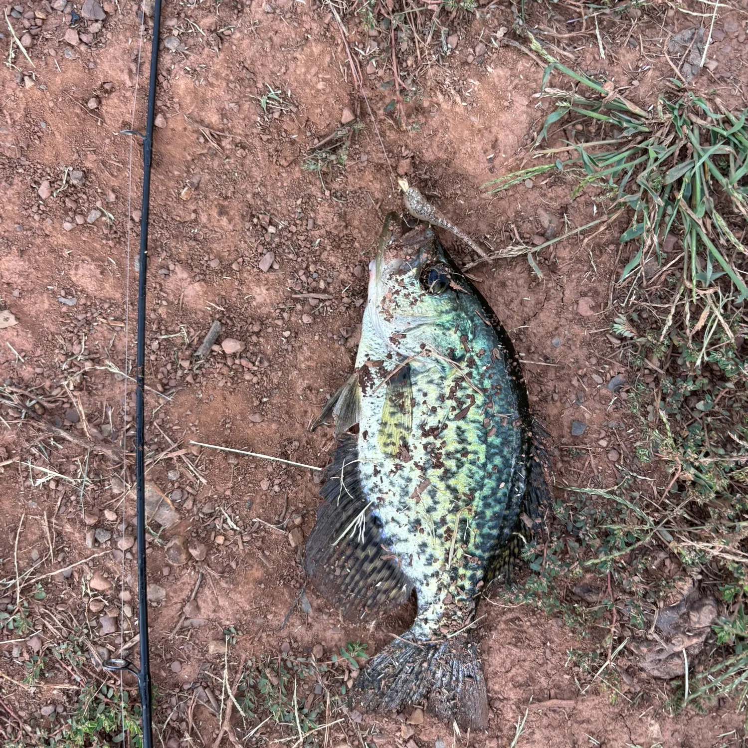 Black crappie caught on Fishbrain