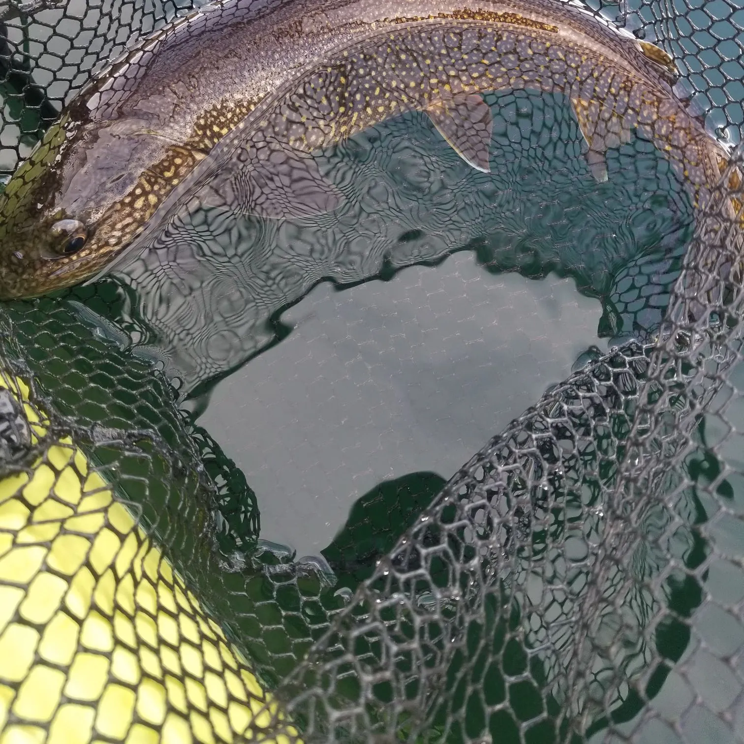 Lake char caught on Fishbrain