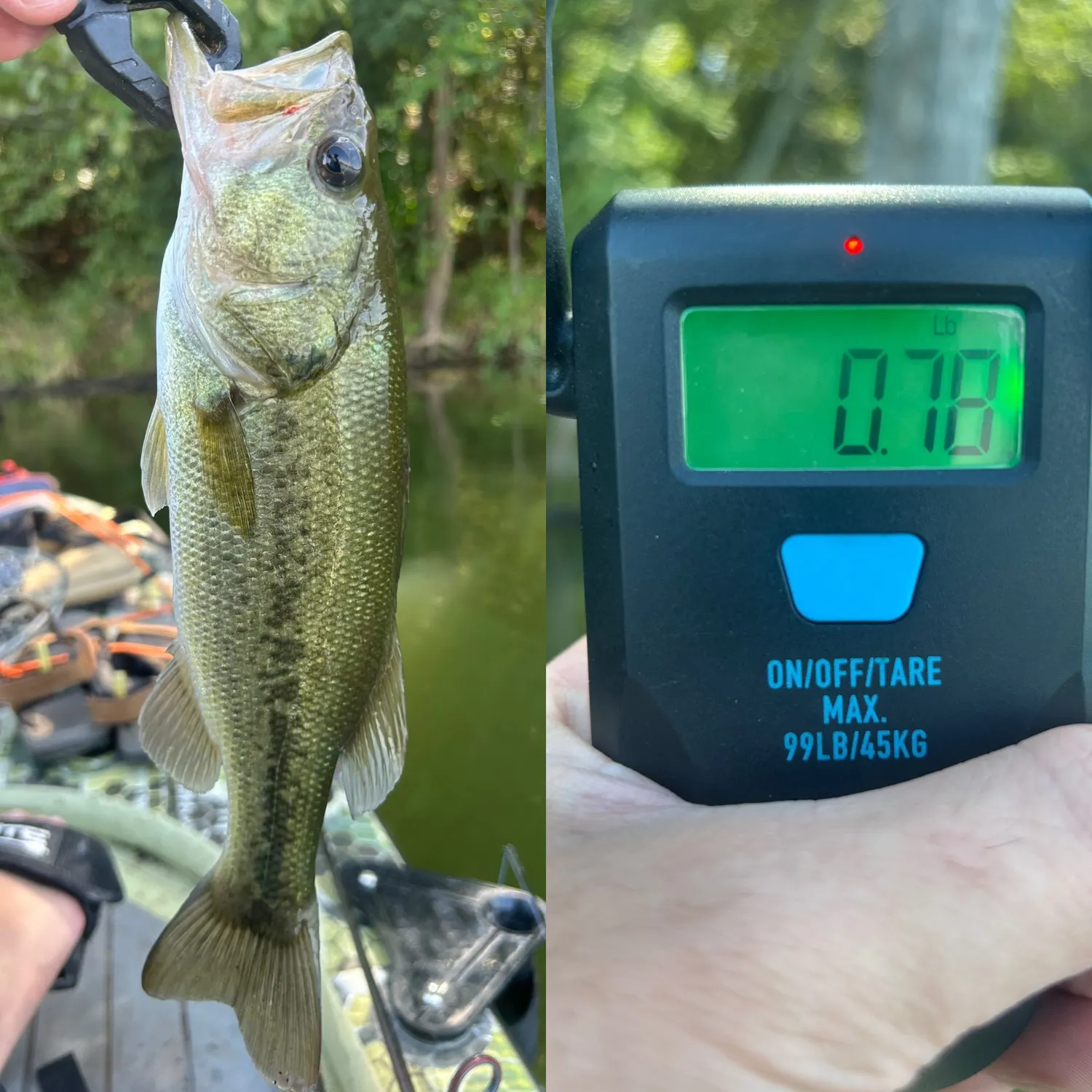 Largemouth bass caught on Fishbrain