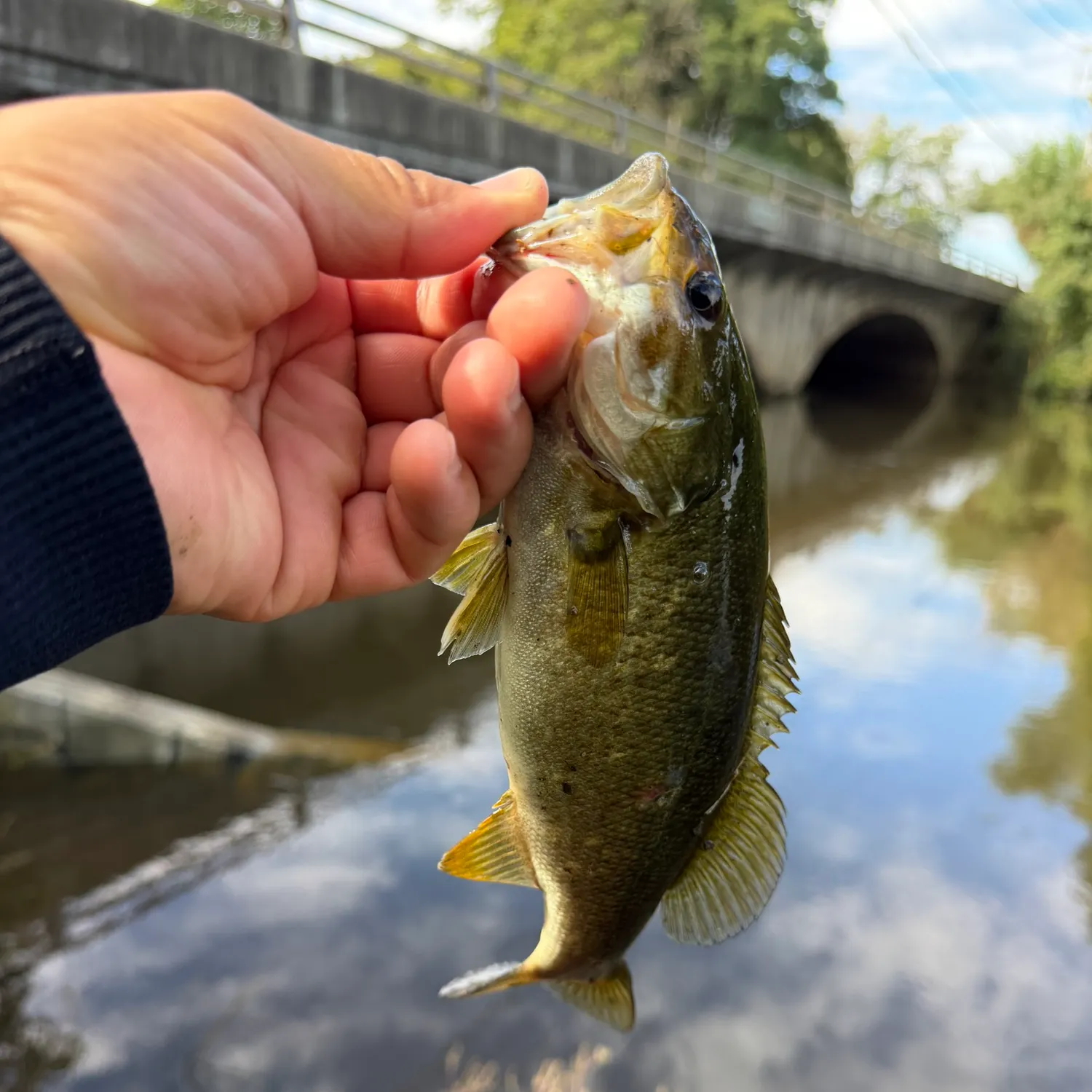 Smallmouth bass caught on Fishbrain