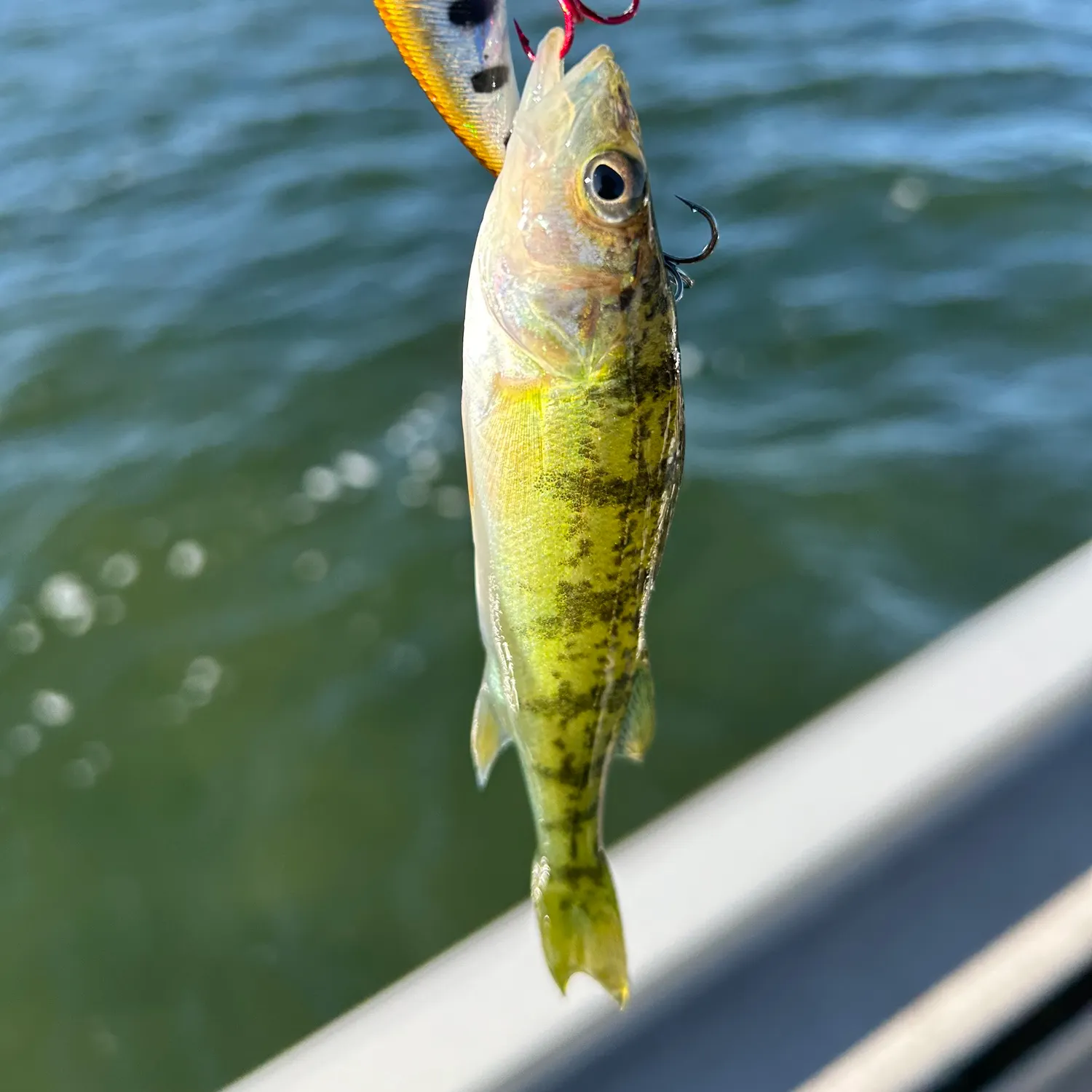 angler catch