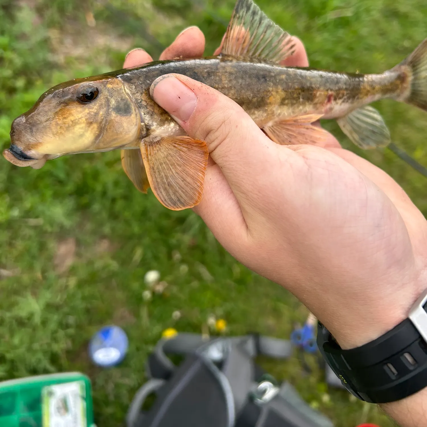 catch