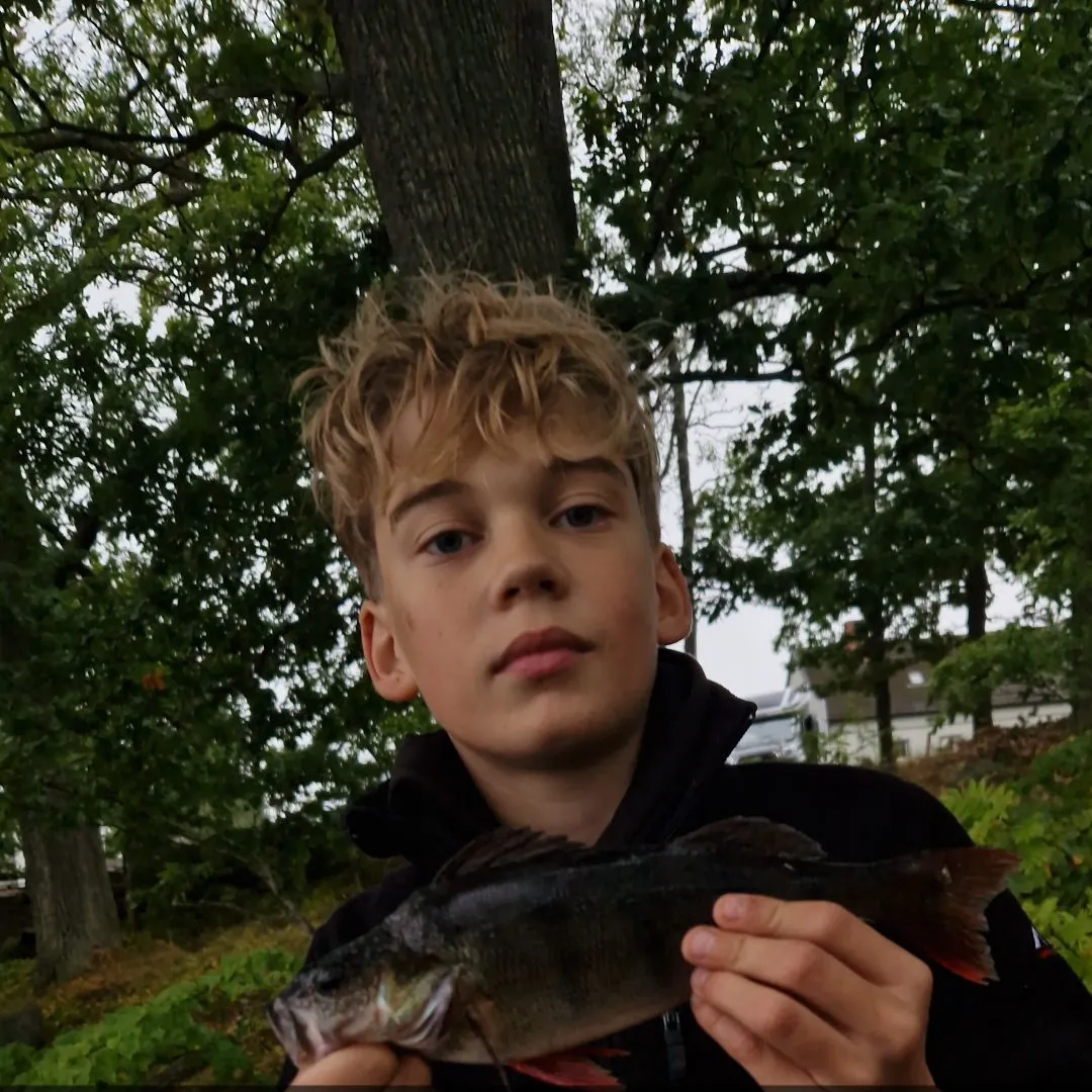 European perch caught on Fishbrain