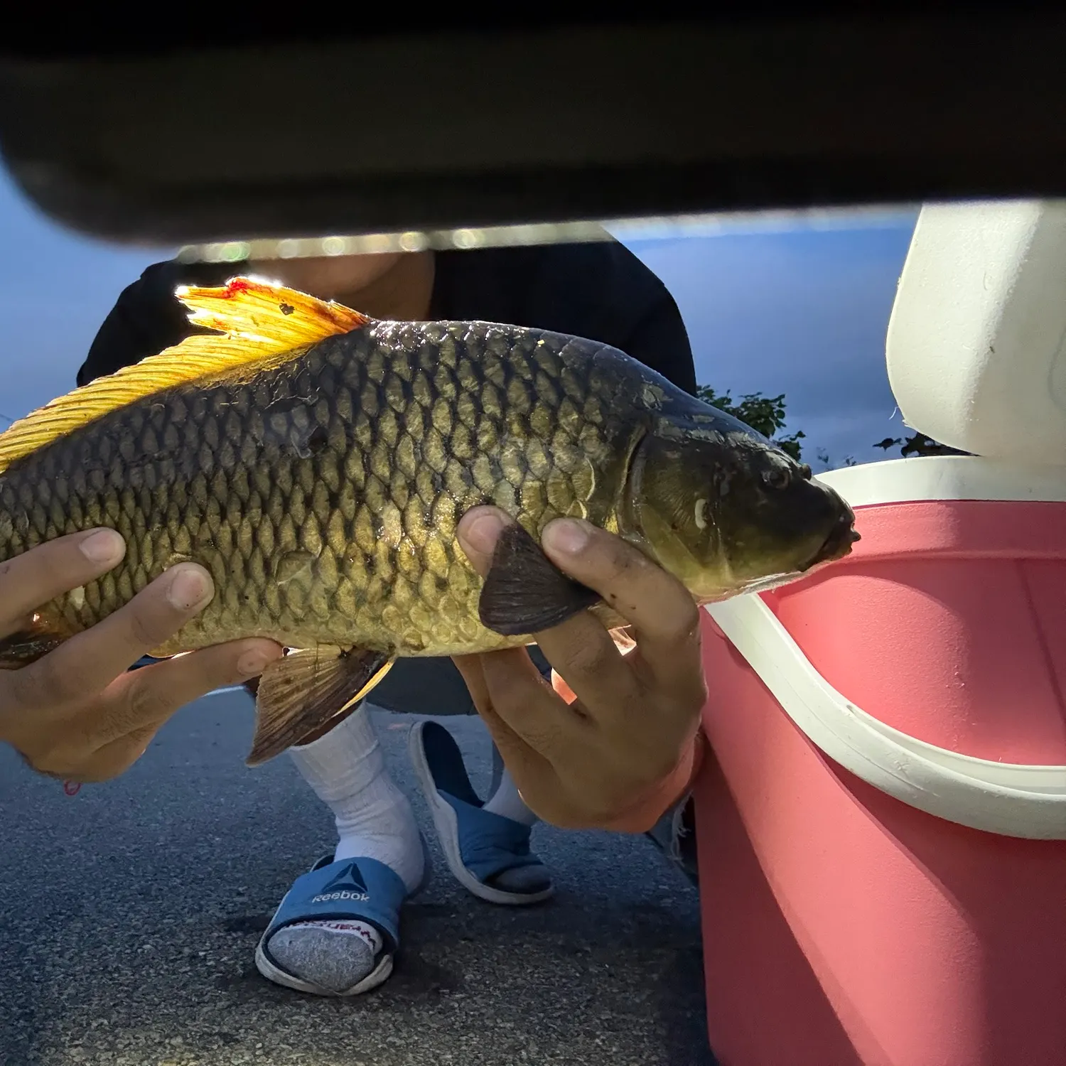recently logged catches
