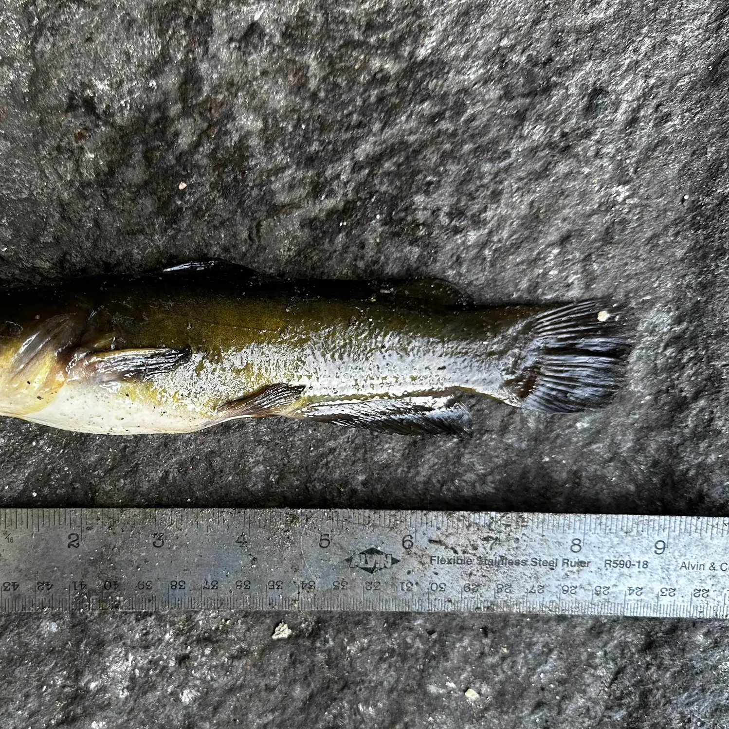 Yellow bullhead caught on Fishbrain