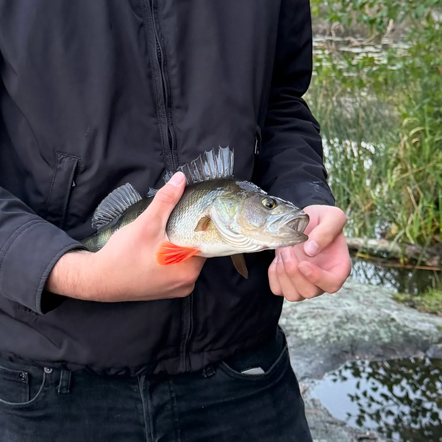 European perch caught on Fishbrain