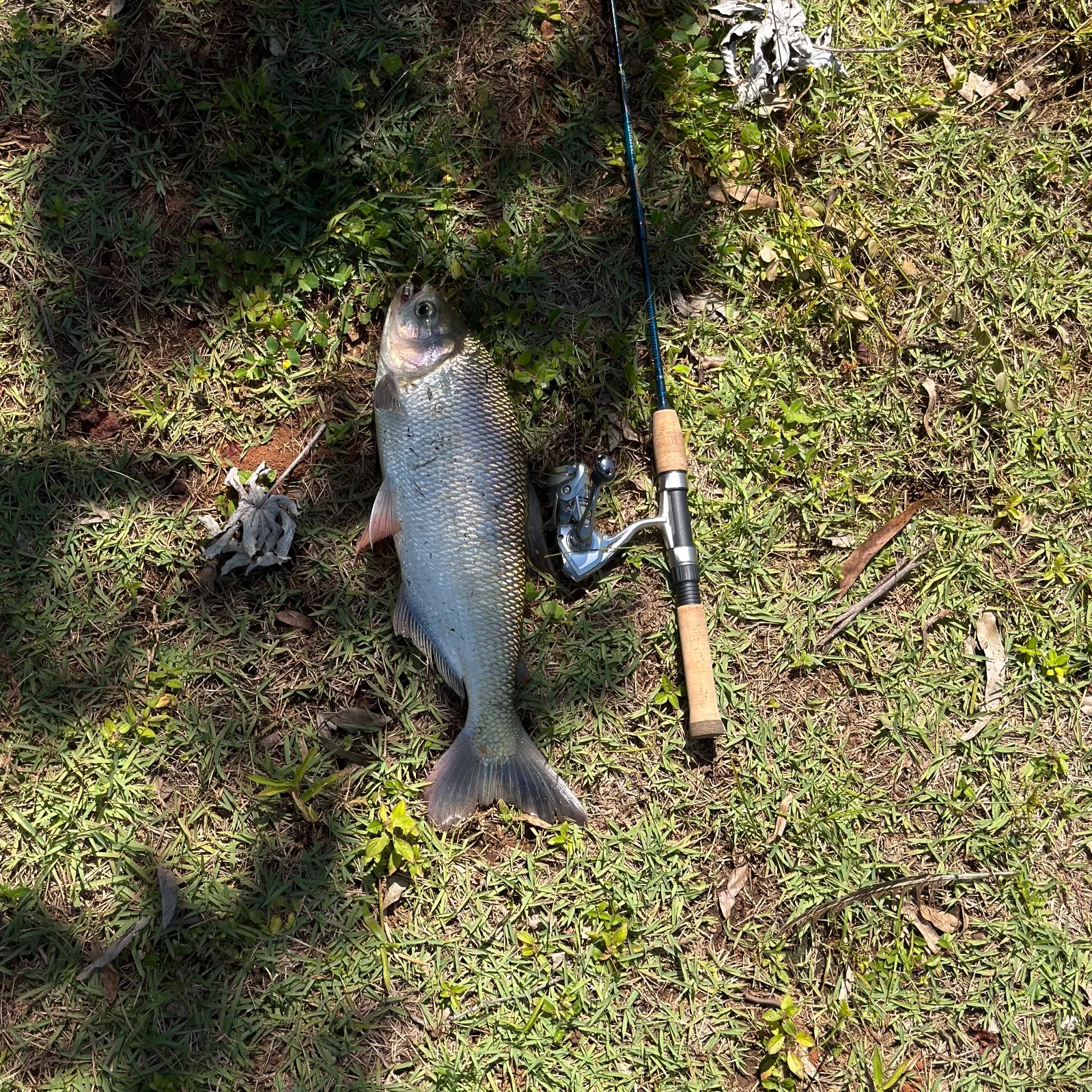 The most recent Matrichan catches on Fishbrain