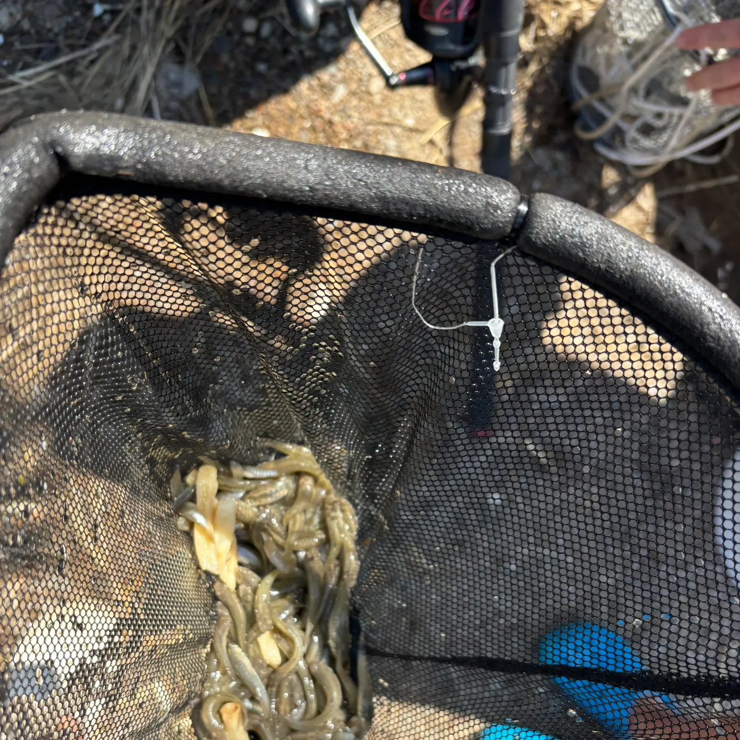 Bullhead minnow caught on Fishbrain