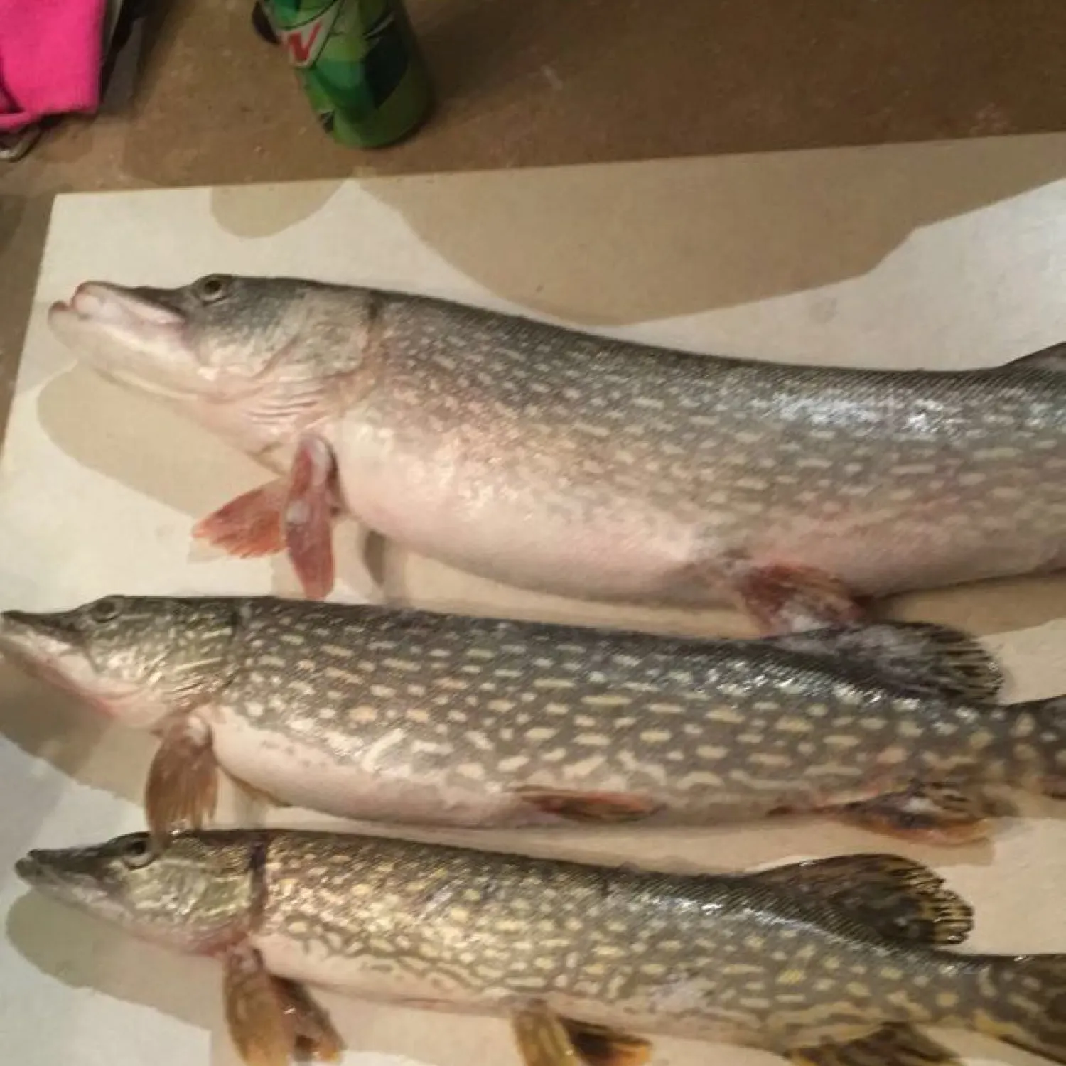 recently logged catches