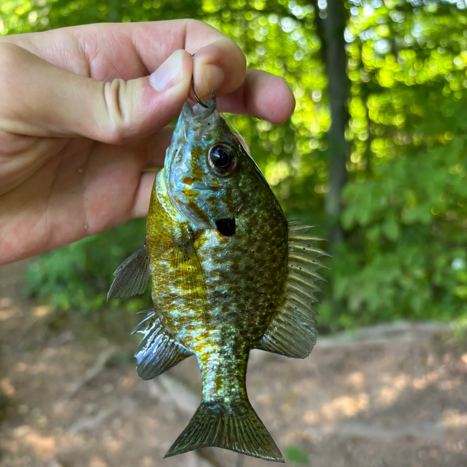 Pumpkinseed caught on Fishbrain