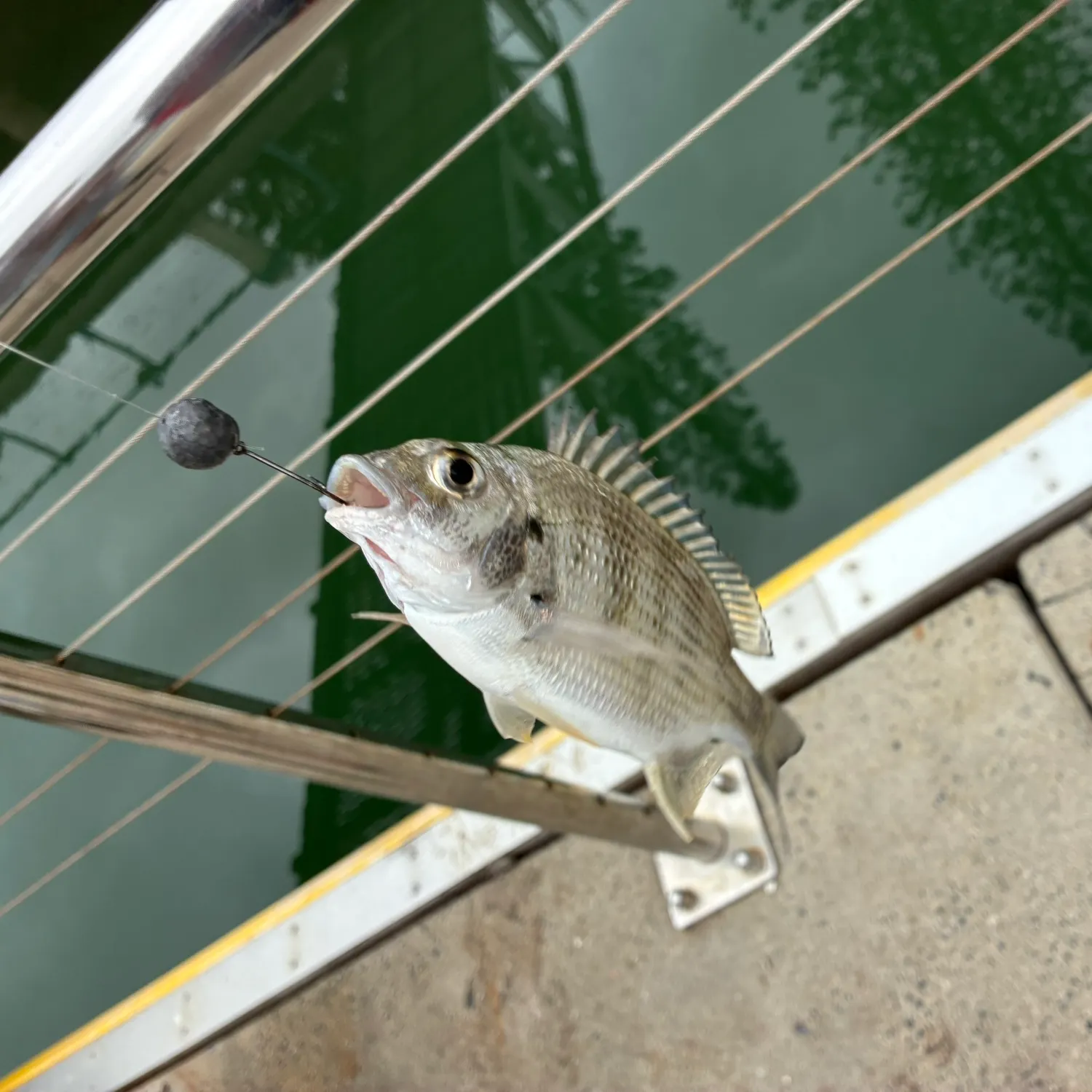 The most recent Javelin grunter catches on Fishbrain