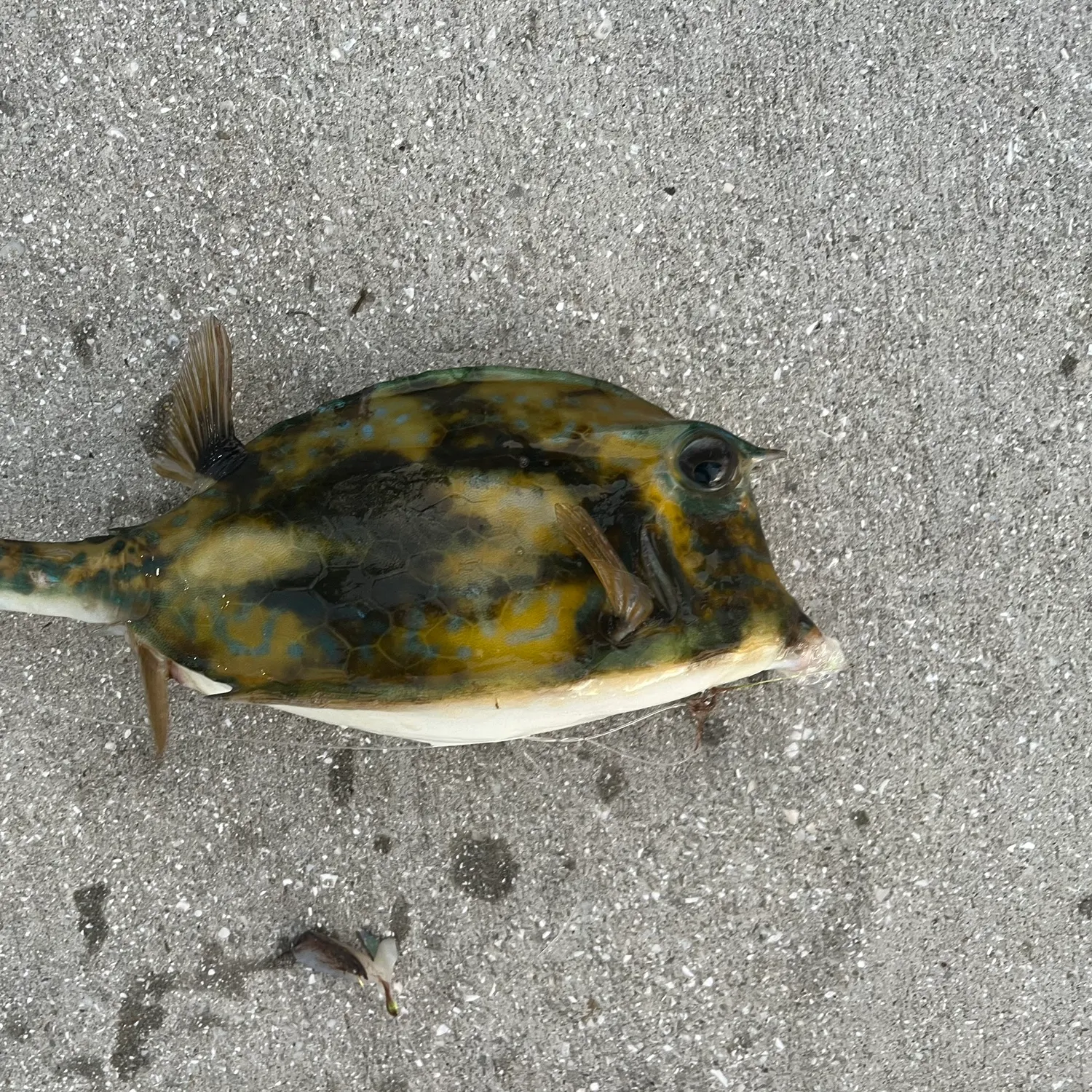 The most recent Scrawled cowfish catches on Fishbrain