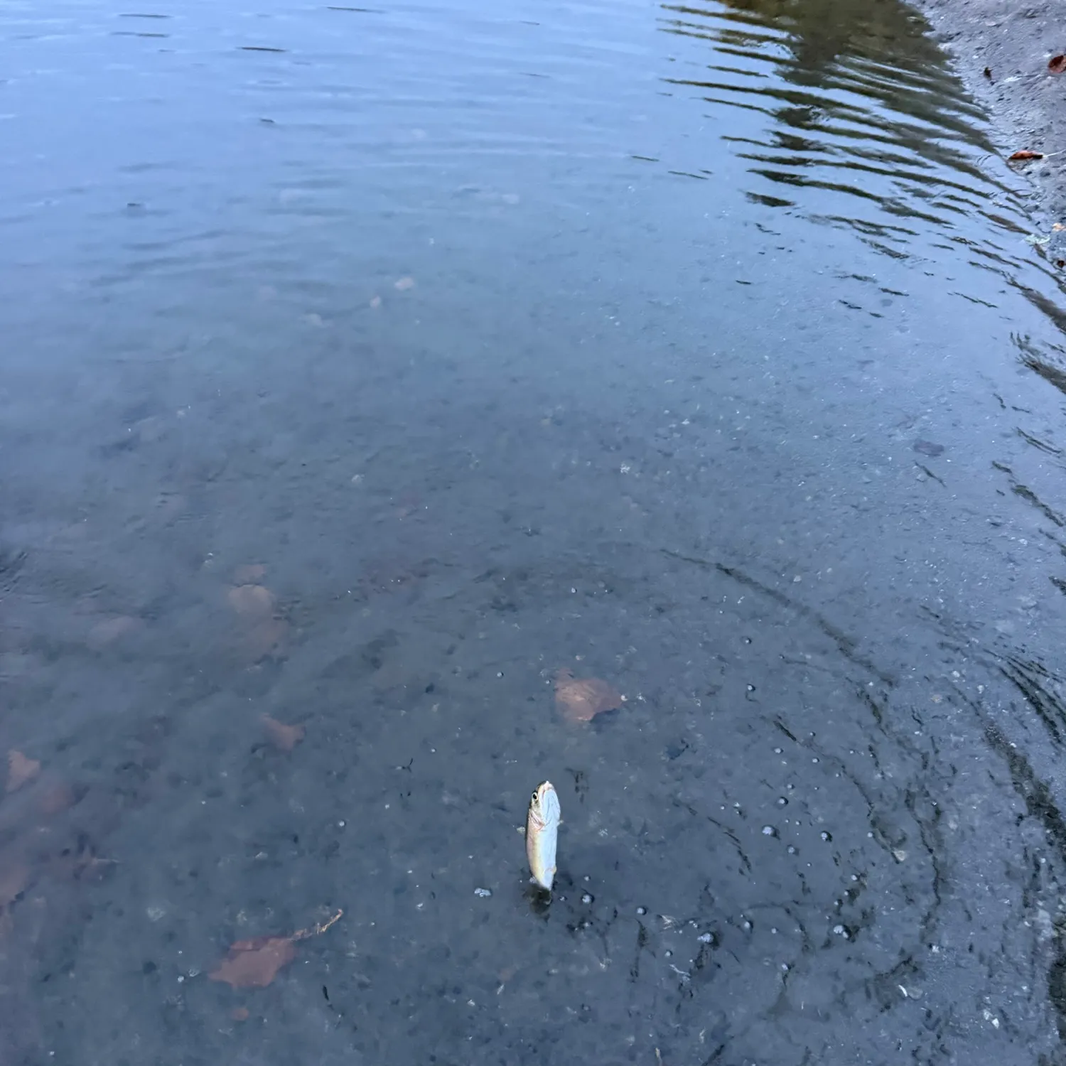 Rainbow trout caught on Fishbrain