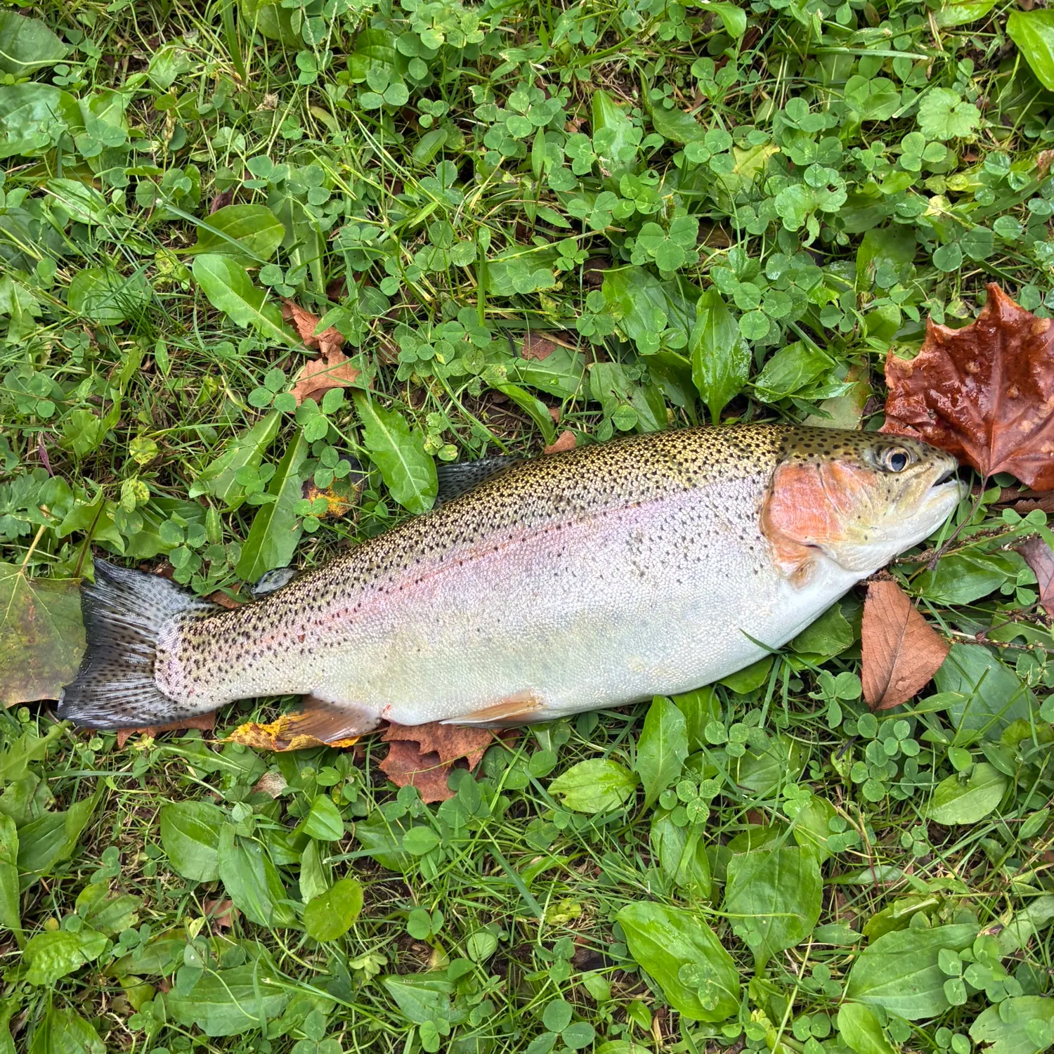 Rainbow trout caught on Fishbrain