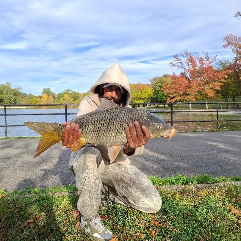Common carp caught on Fishbrain