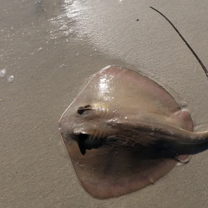 The most recent Sharpnose stingray catches on Fishbrain