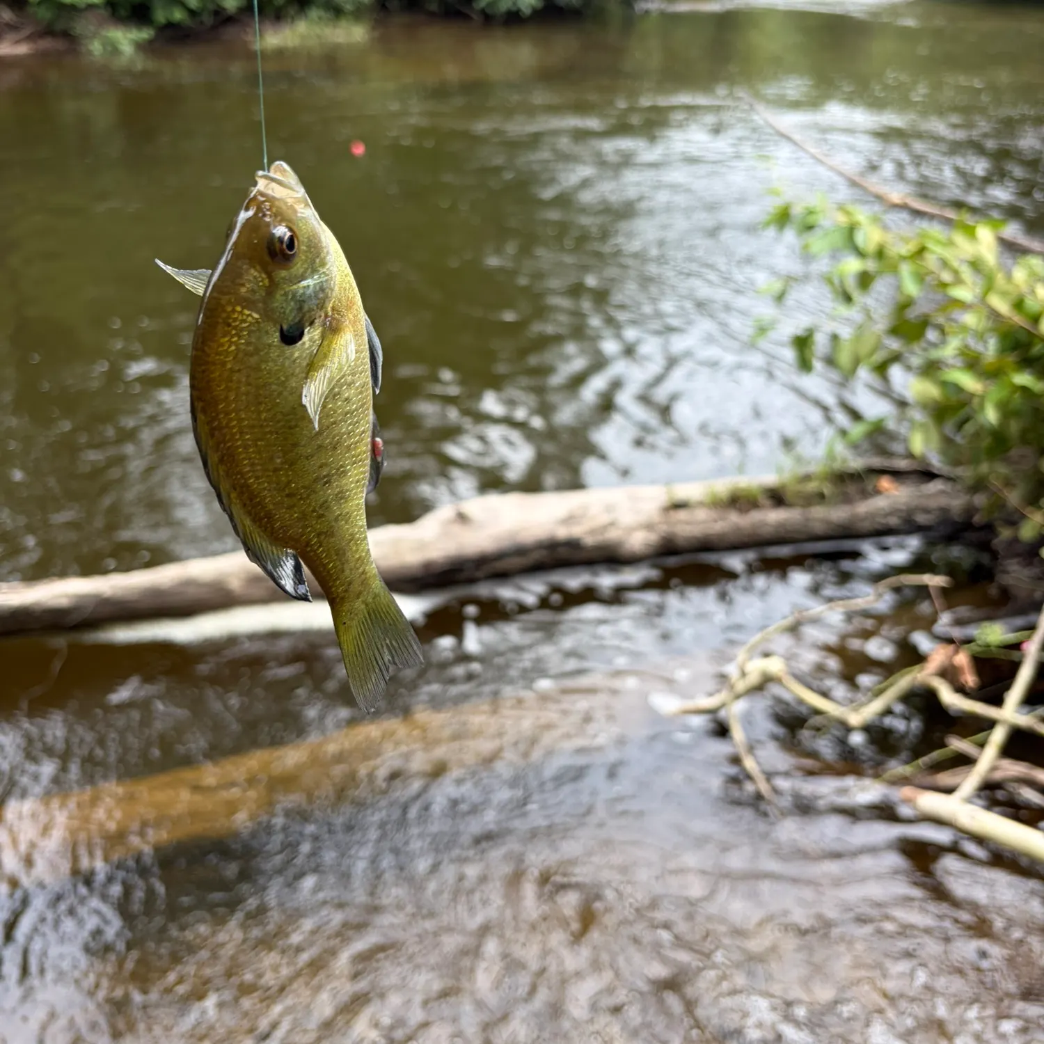 Bluegill caught on Fishbrain