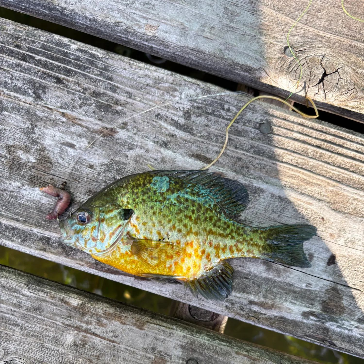 catch