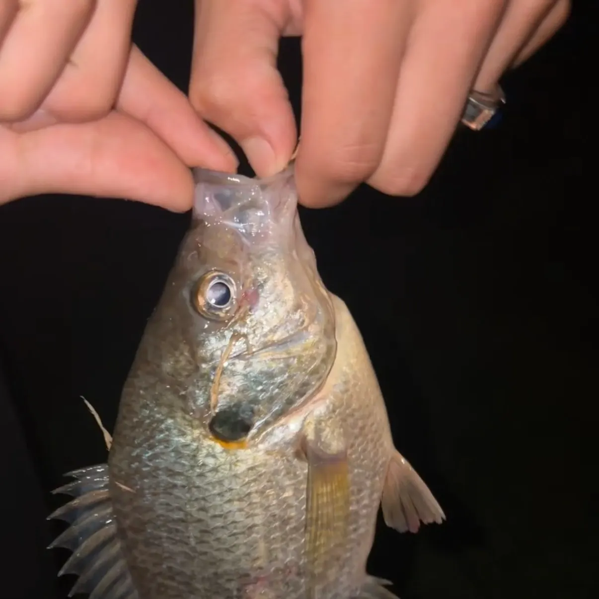 The most recent Redear sunfish catches on Fishbrain