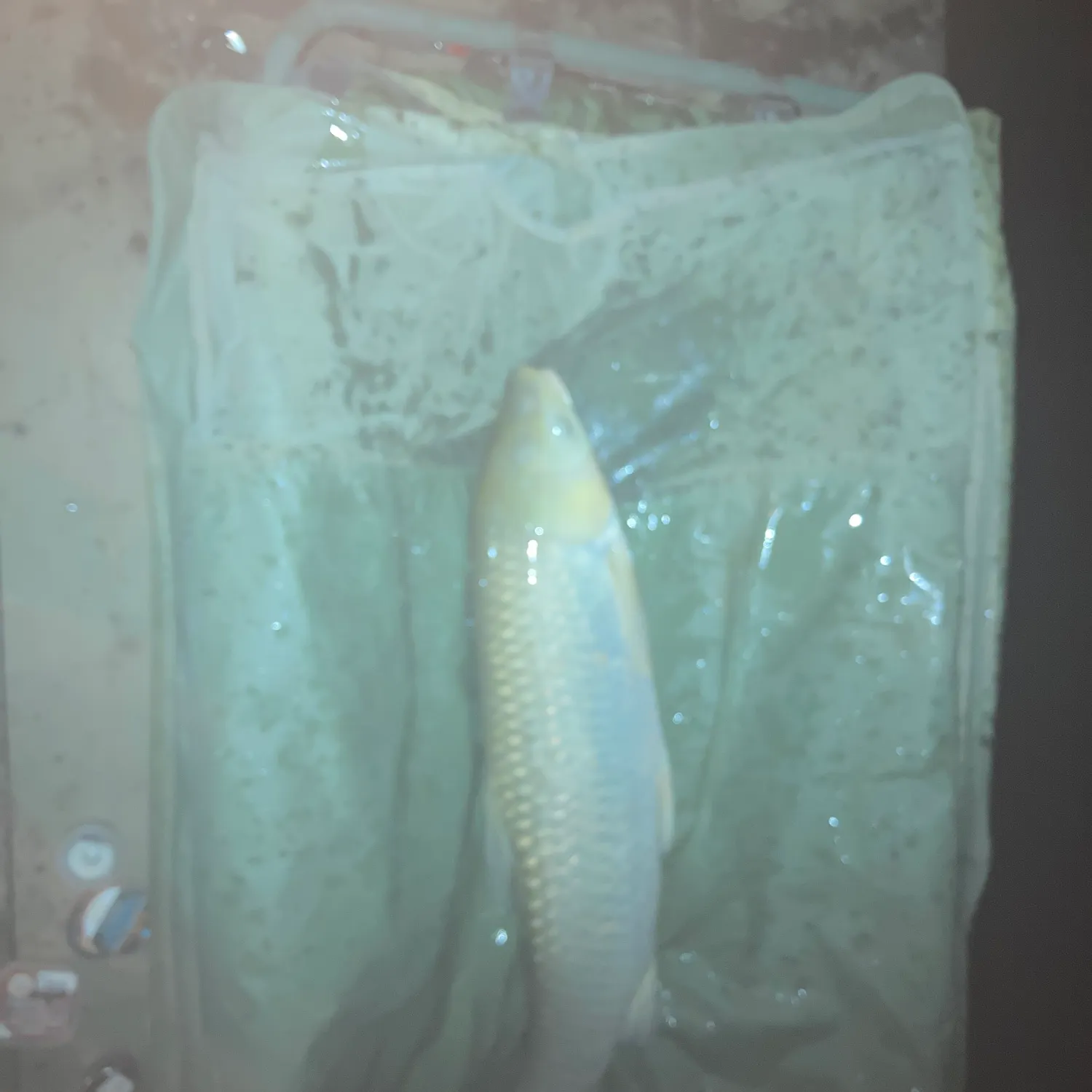 The most recent Grass carp catches on Fishbrain