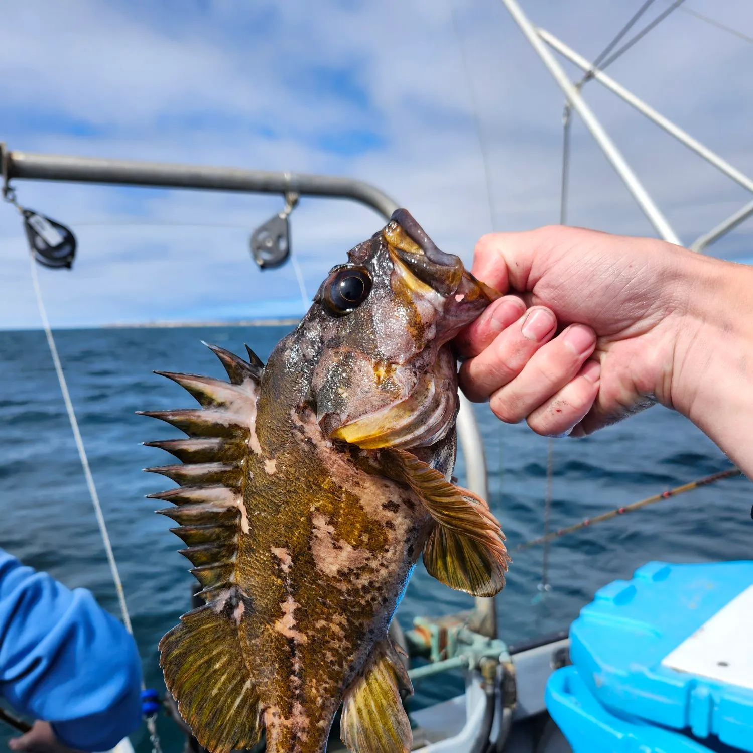 The most recent Gopher rockfish catches on Fishbrain