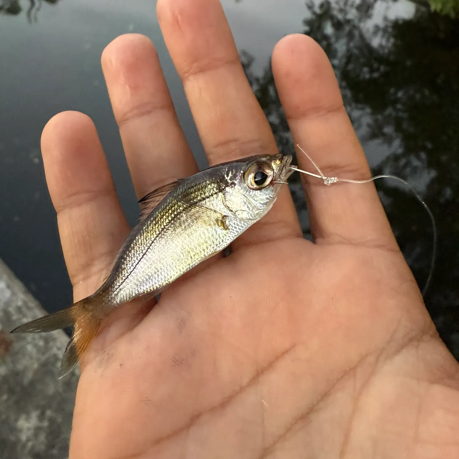 The most recent Tidewater mojarra catches on Fishbrain