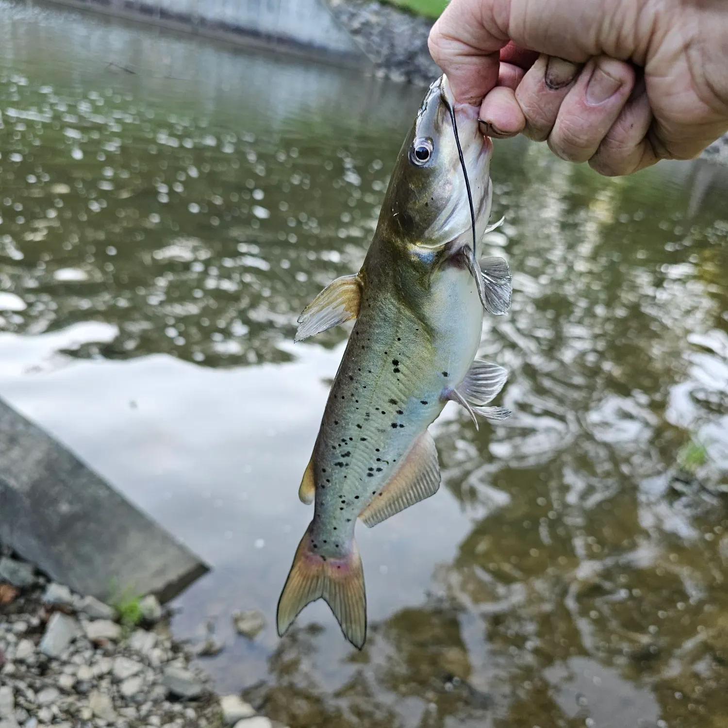 Channel catfish caught on Fishbrain