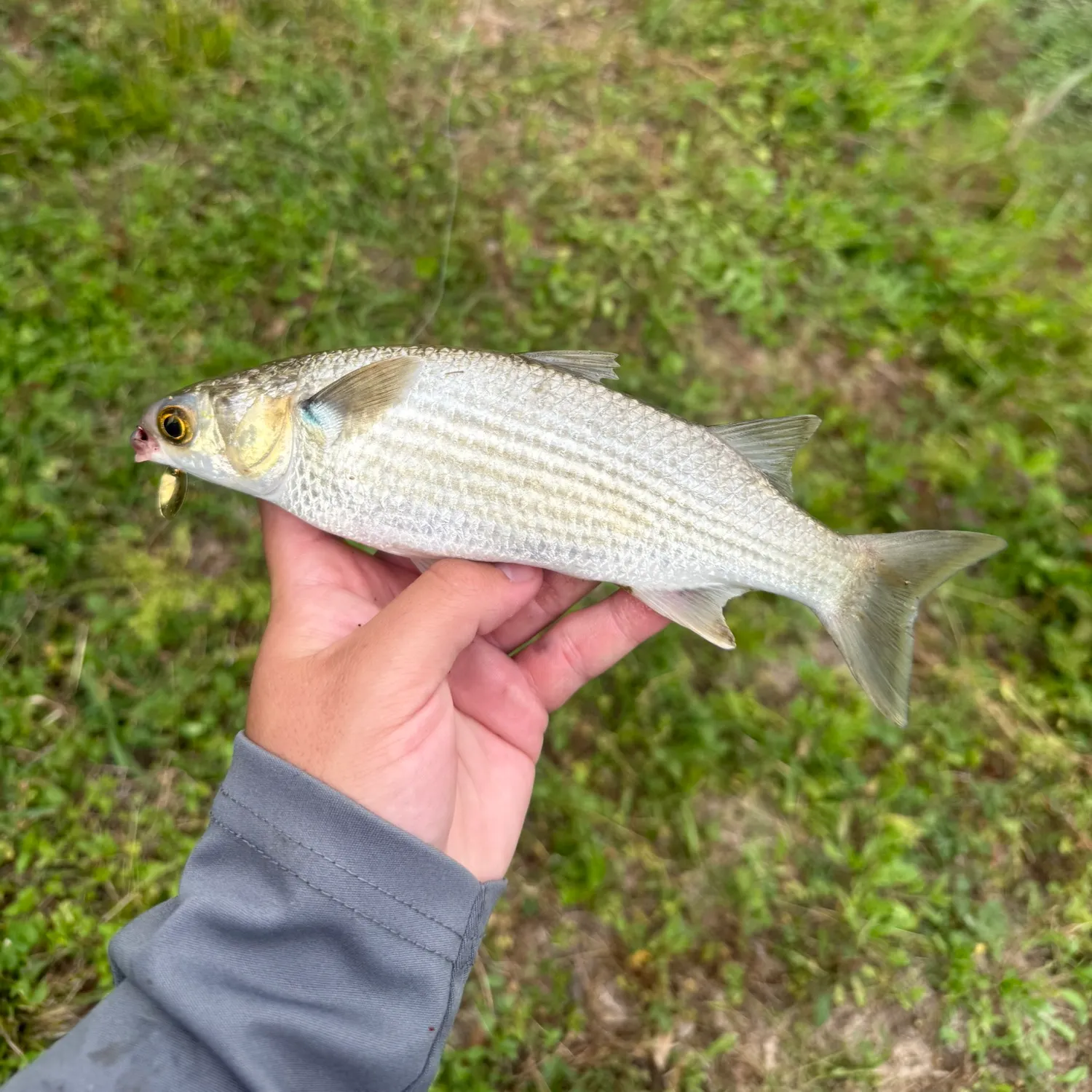 The most recent Striped mullet catches on Fishbrain