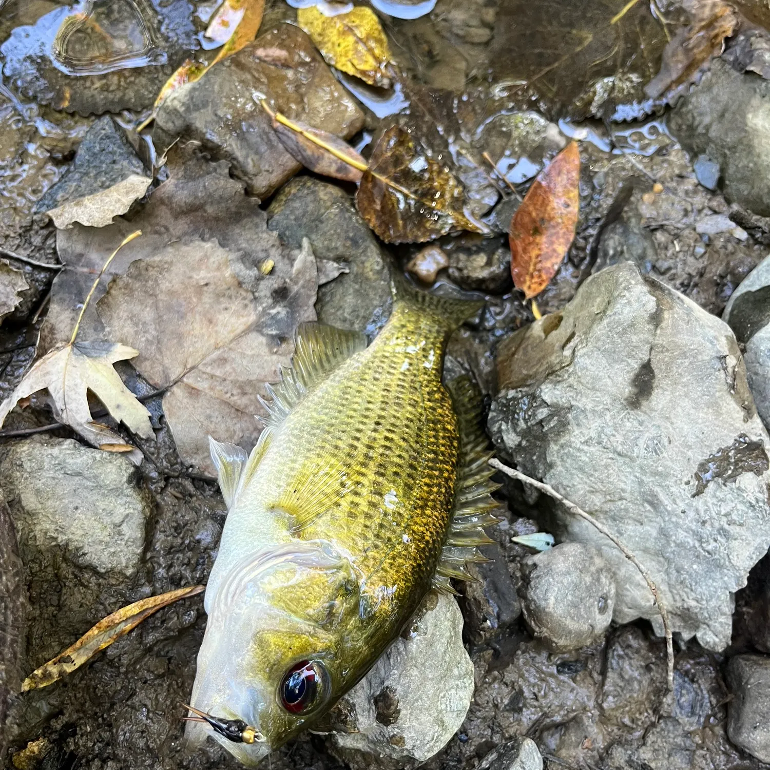 Rock bass caught on Fishbrain