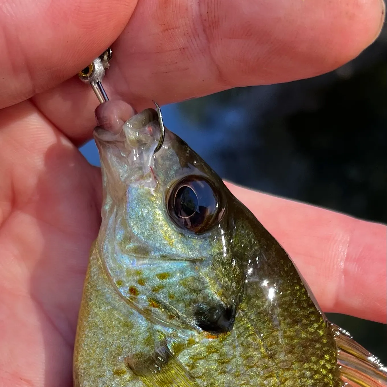 Redear sunfish caught on Fishbrain