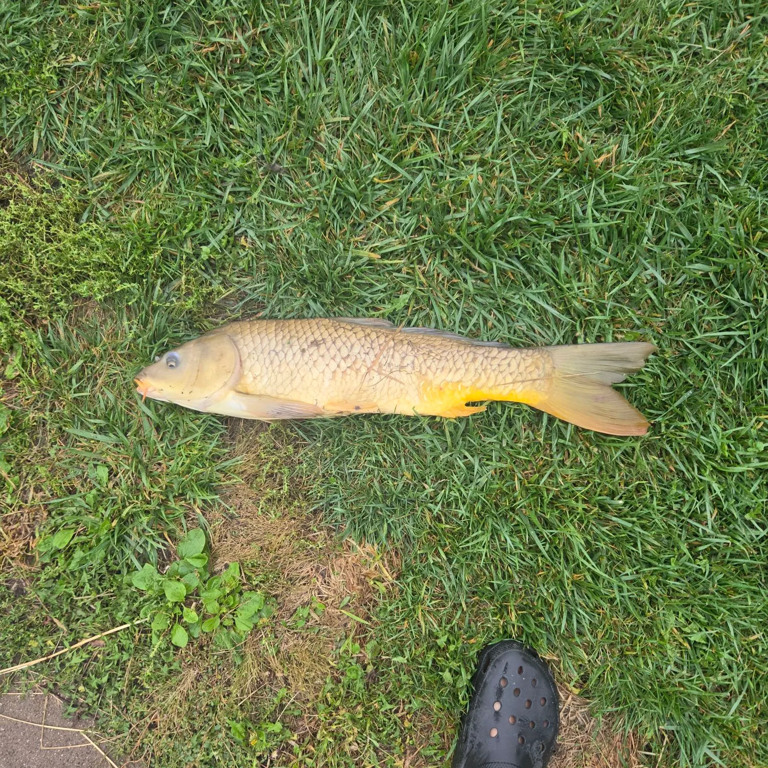 Common carp caught on Fishbrain
