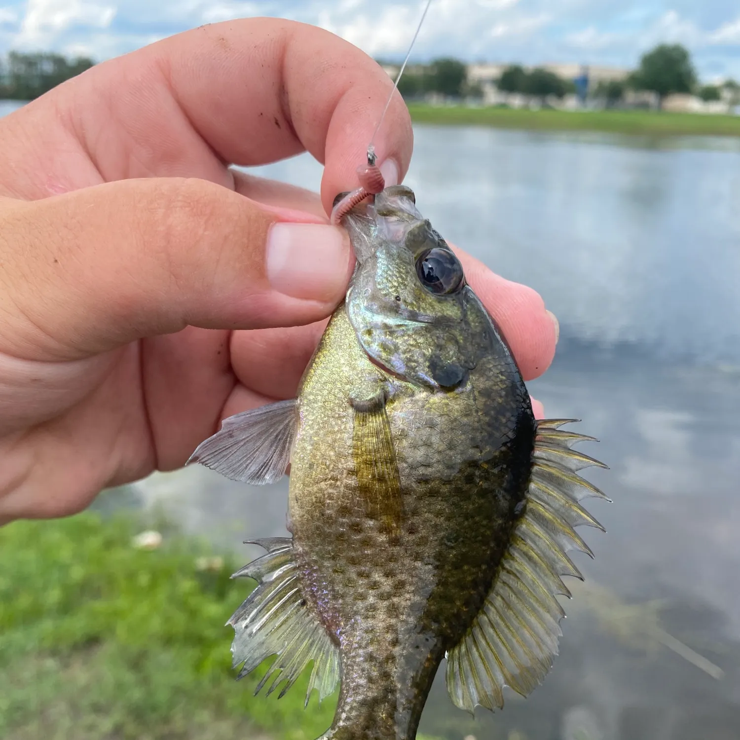 The most recent Wargill hybrid catches on Fishbrain