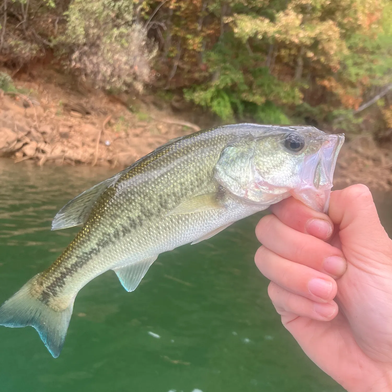 Spotted bass caught on Fishbrain
