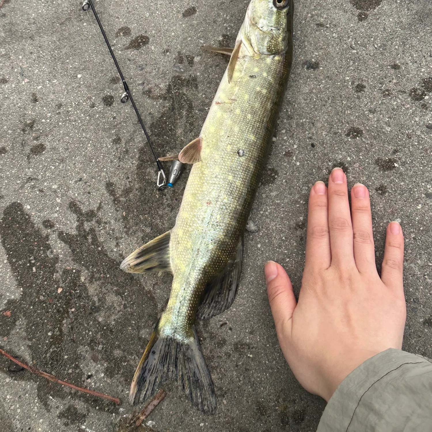 recently logged catches