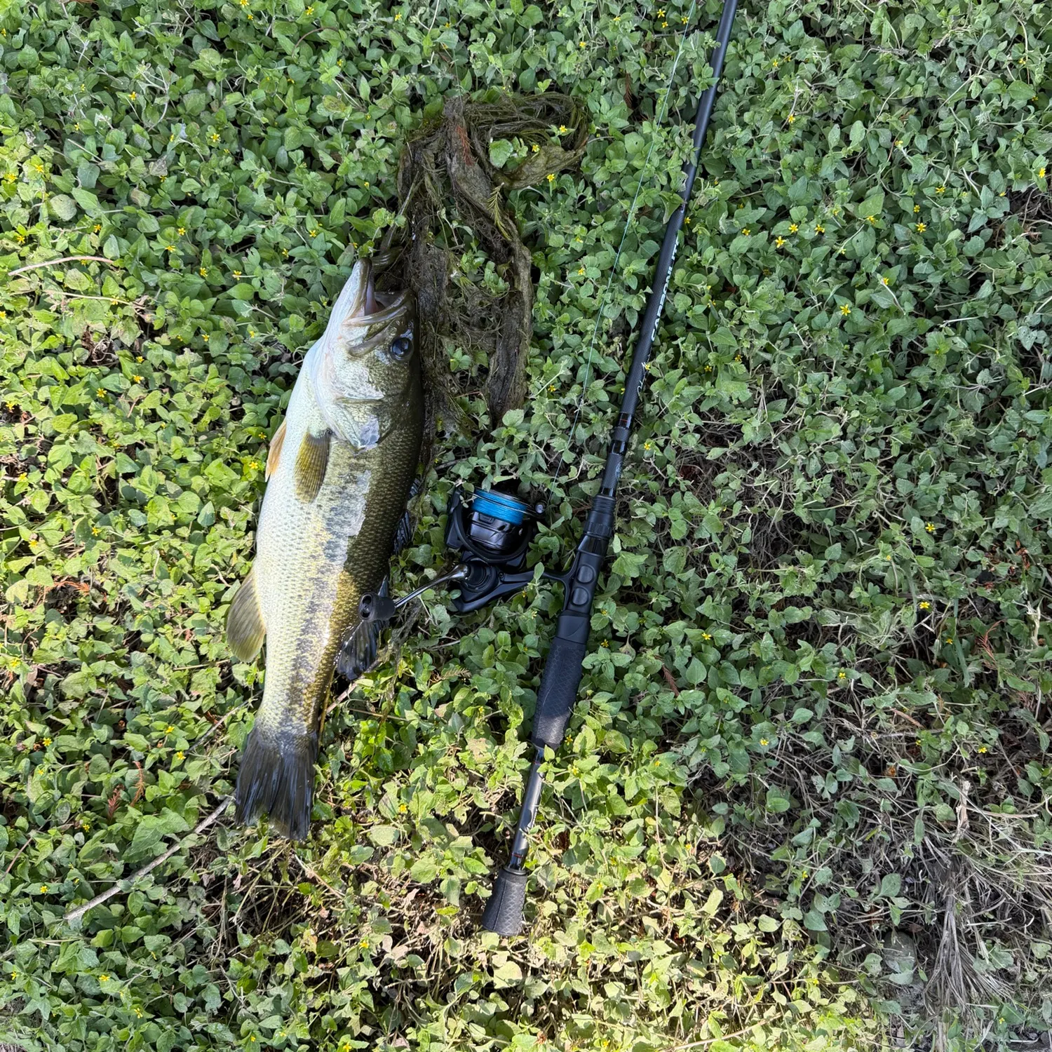 Largemouth bass caught on Fishbrain