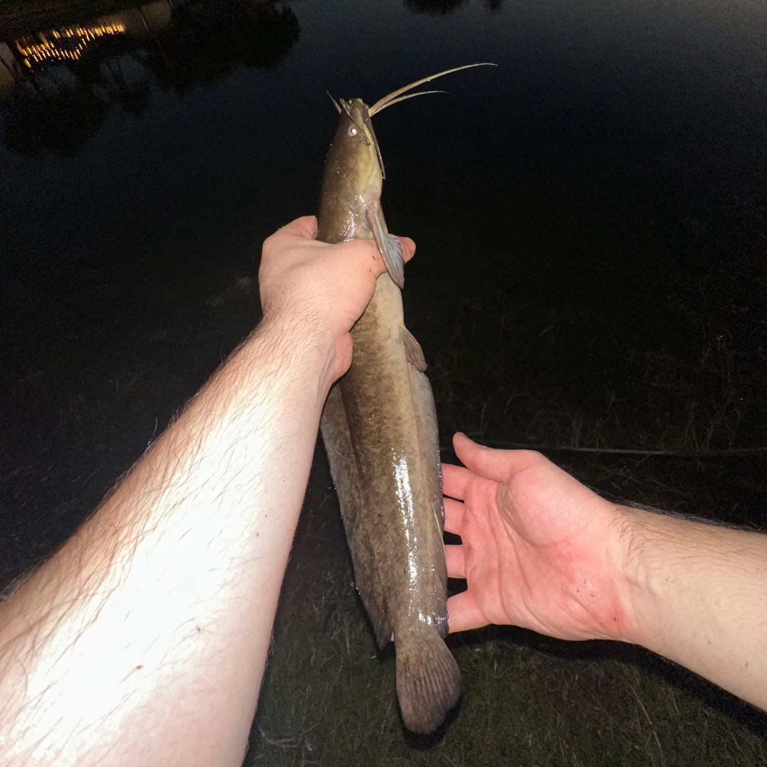The most recent Walking catfish catches on Fishbrain