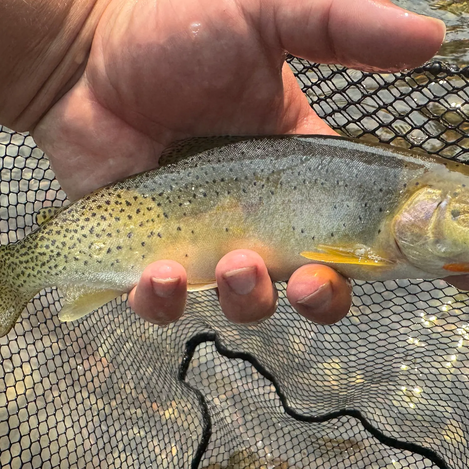 The most recent Westslope cutthroat trout catches on Fishbrain