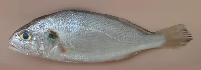 Silver croaker