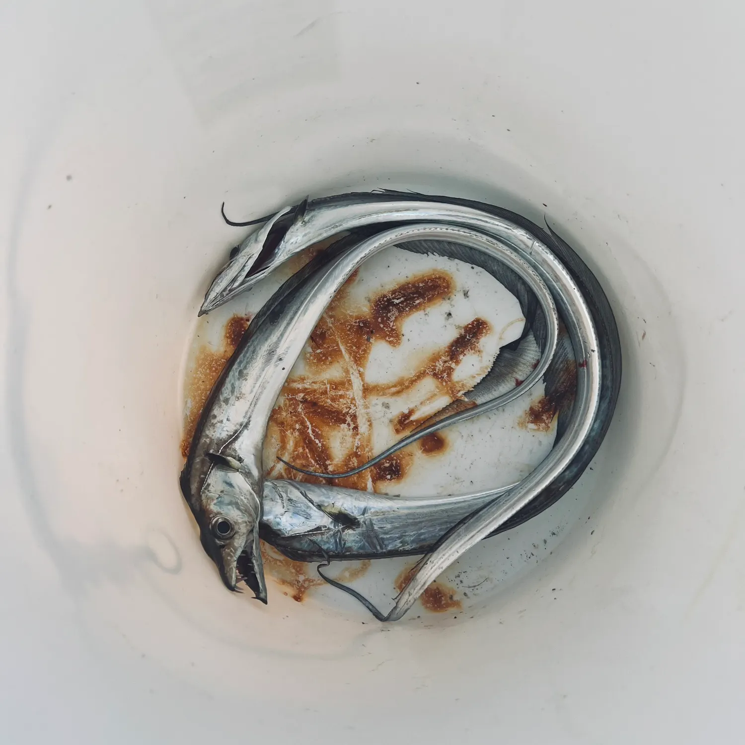 Atlantic cutlassfish caught on Fishbrain