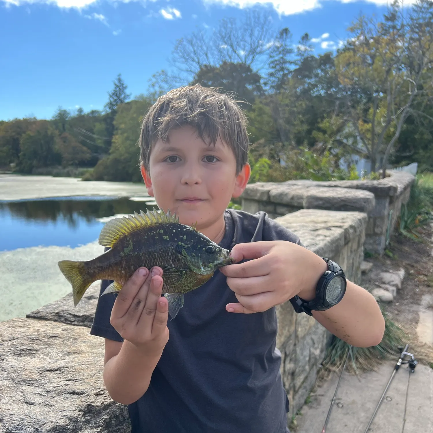Bluegill caught on Fishbrain