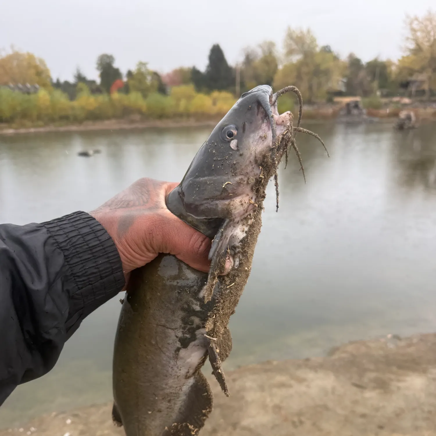 Channel catfish caught on Fishbrain